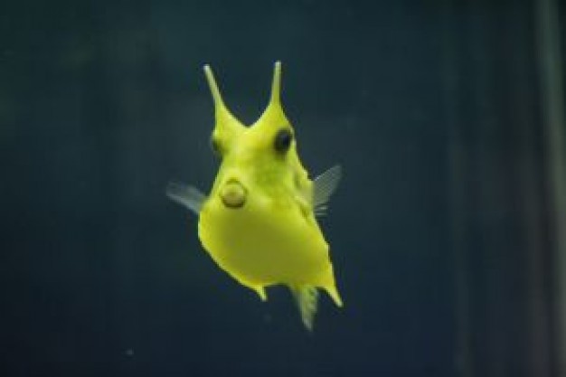 Fish yellow Monterey Bay Aquarium box fish about Toba Aquarium New England Aquarium